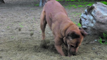 Enterrar piedras y escarbar es un posible síntoma de TOC en el perro.
