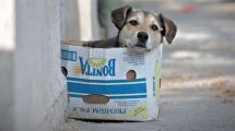 Imagen de Adoptar, el noble acto de dar una oportunidad