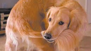 Trastorno obsesivo compulsivo en perros