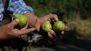 Roca: más de 200 hectáreas afectada por el granizo que cayó tras la Navidad