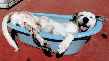 Buscar la manera de refrescar a las mascotas es muy necesario los días de mucho calor.
