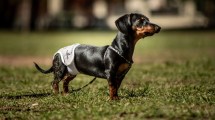 Imagen de Una solución saludable y eco friendly para nuestras mascotas