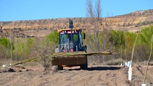 Plantaron 954 sauces para reforestar el predio de una excantera en Allen