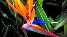 Imagen de Jardín: ave del paraíso, una llamarada de color