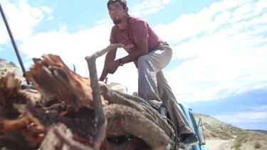 Cristian Firmapaz en la caja de su antigua camioneta modelo 1974, cargada de leña la semana pasada, en las cercanías de Fuerte Argentino. Foto: Luciano Cutrera