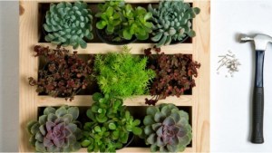 Paso a paso, cómo hacer un cuadro verde, el pequeño jardín vertical