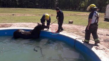Personal de Bomberos trabajó más de dos horas para sacar el animal. Foto: gentileza Jefatura de Bomberos.-
