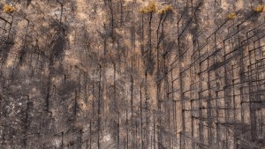 “Incendios forestales, como el de Cuesta de Ternero y el de la Comarca, llegaron para quedarse”
