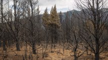 Imagen de El riesgo de nuevos incendios no se disipa en los bosques de El Bolsón