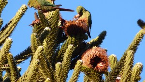 ¿Qué les pasa a los loros de la Patagonia?