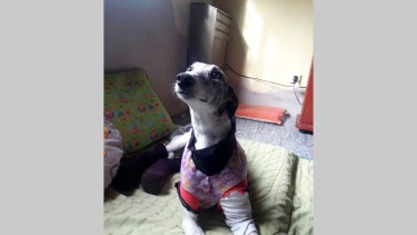 Estelita no pudo recuperarse y murió. Foto: Facebook apafo.oro