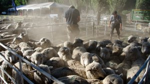 La Expo Rural de Bariloche definió grilla de actividades y espectáculos