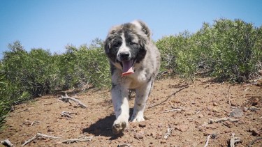 Uno de los proyectos de perros protectores de ganado es impulsado por la organización Wildlife Conservation Society (WCS) y se desarrolla en la zona centro-norte de Neuquén y en el sur de Mendoza