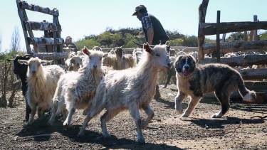 Cuando los perros detectan la presencia de un animal o persona extraña adoptan una actitud de defensa, que incluye movimientos y ladridos amenazantes dirigidos al “intruso”. Esto generalmente interrumpe el comportamiento de caza de los predadores y evita el acercamiento al ganado