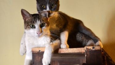 ¿Juntitos para pasar la baja de temperaturas? Acordate de que podés seguir mandando las fotos de tus mascotas a través de nuestras redes.-