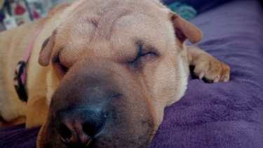 Hoy saludamos a la perra Mei, que tiene la misma fiaca que nosotros para arrancar. ¡Acordate! Podés seguir mandándonos las fotos de tu mascota.-