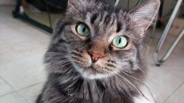 Hoy saludamos a la gata Mochi, que posó para la foto del día. Acordate que podés seguir enviando las de tu mascota por redes!.-