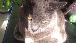 Pronóstico: así llega este martes feriado a la región