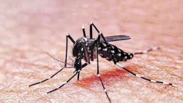 Siguen aumentando los casos de dengue en Argentina.