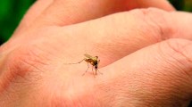 Imagen de Identifican compuestos de plantas argentinas que inhiben la multiplicación del dengue