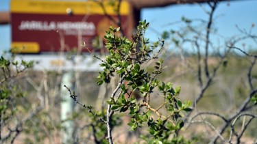 Esta planta arbustiva es muy difícil de duplicar por semillas y estacas.
