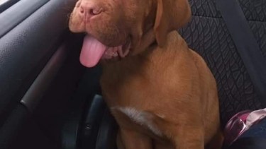 El perro fue robado el lunes de la puerta de la casa. (Foto: centenario digital)