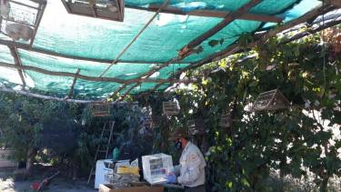 Por una denuncia de la Dirección de Fauna, secuestraron 45 aves silvestres en cautiverio en Chichinales. (Foto gentileza)