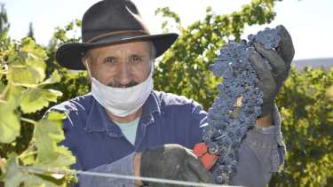 Ceferino Liberatori en plena cosecha.
