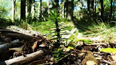 El piñón es la semilla de la Araucaria. Foto: Facebook @pnlanin 