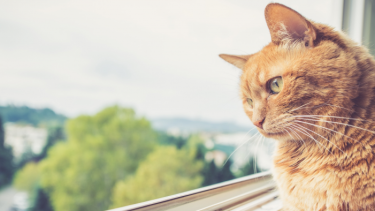 ¿Salimos o no salimos? Pareciera ser la decisión de la jornada.