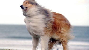 Pelos al viento hoy.-