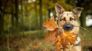 Pronóstico: así asoma el último día de la semana en la región