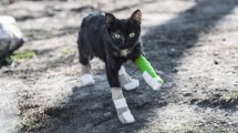 Imagen de La historia solidaria detrás de la foto del gato que se salvó de las llamas en la cordillera