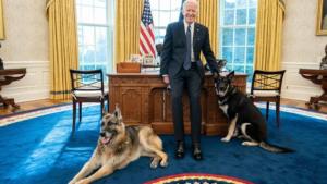 Major, el perro más joven de Biden, mordió a otra persona en la Casa Blanca