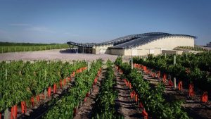 La mayor exportadora de vinos del país compró una bodega en Neuquén