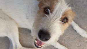 Pronóstico: ¡A prepararse! Este jueves llegan las tormentas a la región