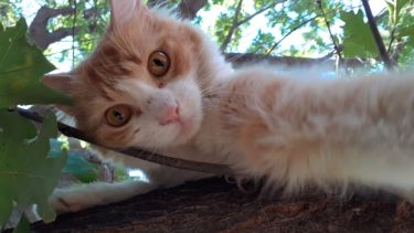 Hoy saludamos a Ramona, que disfruta del solcito entre los árboles.-