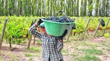 Imagen de Calidad garantizada para la cosecha de uvas para vinificar en la región