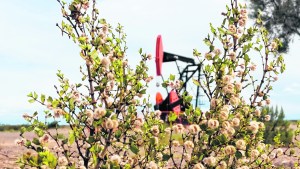 A días del vencimiento del plazo, Río Negro no logró aún firmar ninguna prórroga petrolera