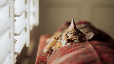 Las temperaturas empiezan a bajar de a poco, y salir de la cama para arrancar el día es un trabajo complicado.-