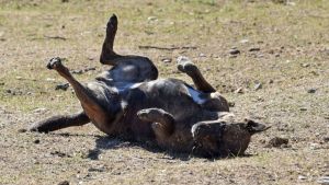 Pronóstico: se viene un martes inestable y caluroso en la región