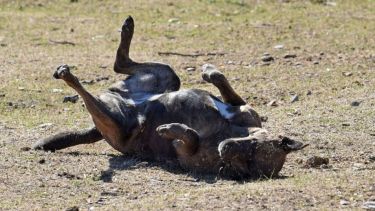 Se vienen los últimos días de verano, para disfrutar del calor. Foto: Florencia Salto.-