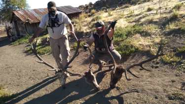 Había elementos de jabalí y de ciervos en las viviendas.. Foto: Gentileza