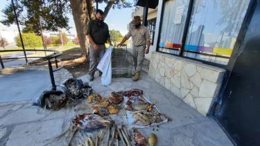 Los restos de carne que fueron secuestrados. Foto: Guardafaunas Neuquén