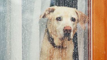 Sí, lluvia y posibles nevadas para este lunes.-