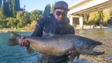 El domingo pasado, cerca del puente, Diego "Chino Valdebenito pescó esta fenomenal trucha marrón en el Limay Superior.
