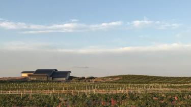 La bodega comenzó a construirse en 2003 en la picada 1 de San Patricio del Chañar (Bodegas Patritti)