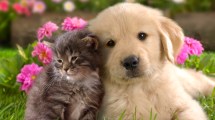 Imagen de Flores de Bach en animales