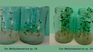 Una bacteria para mejorar el rendimiento de la planta de papa