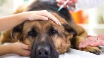 Imagen de Recomiendan el uso de cannabis medicinal para animales